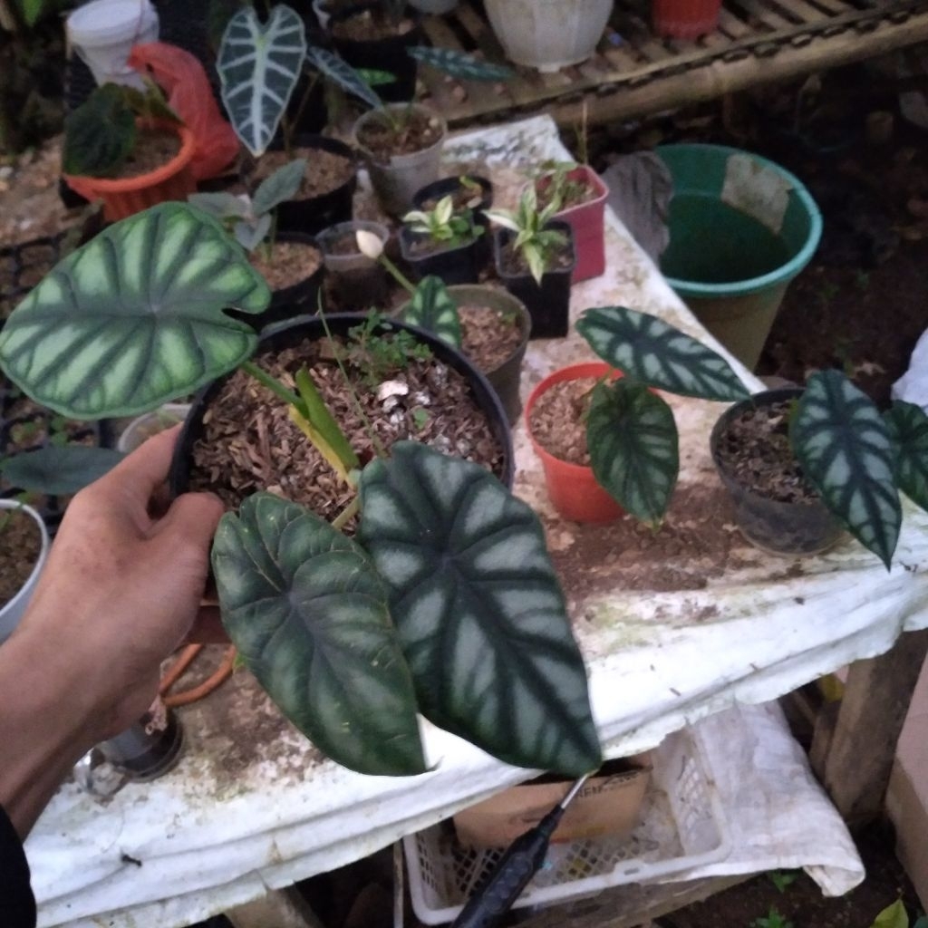 alocasia dragon scale
