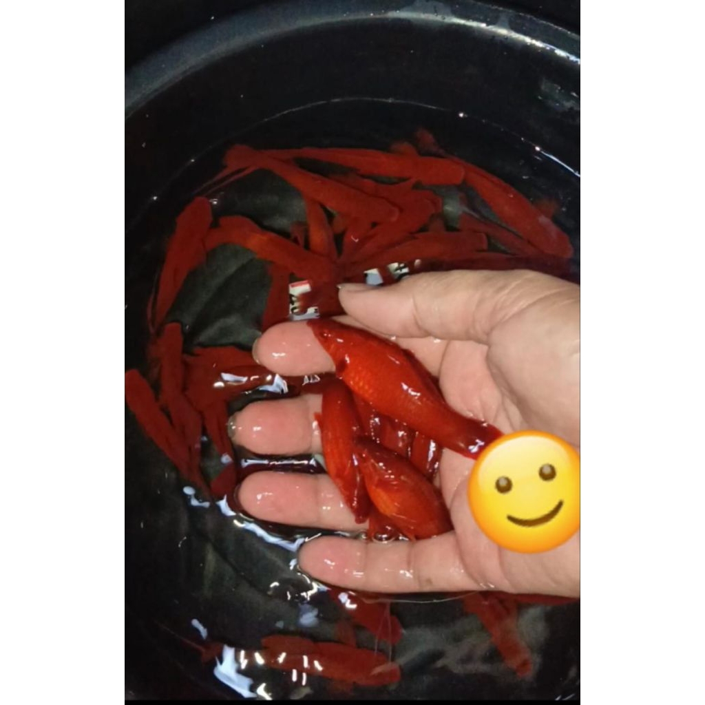 Hiasan kolam Indukan Jantan Platy Bloodred 7 Ekor