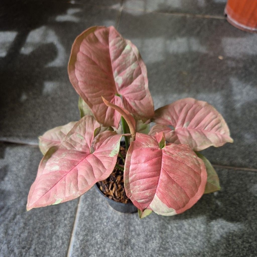 Syngonium Pink Candy - real Pic - size anak - tanian lokal