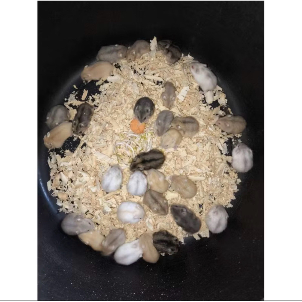 HAMSTER WINTER WHITE