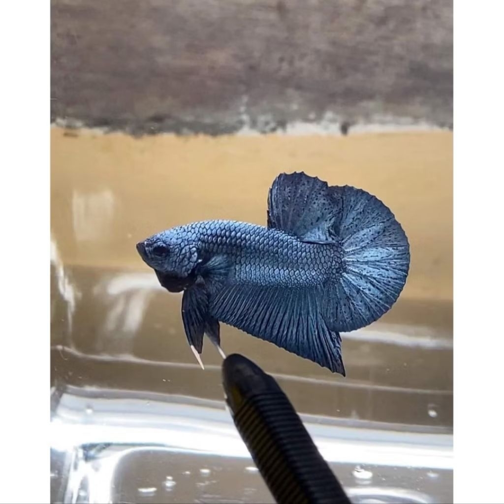 [BERGARANSI JIKA MATI] HMPK SNI KUALITAS BAGUS MANTAP || JENIS DAN WARNA RANDOM YA