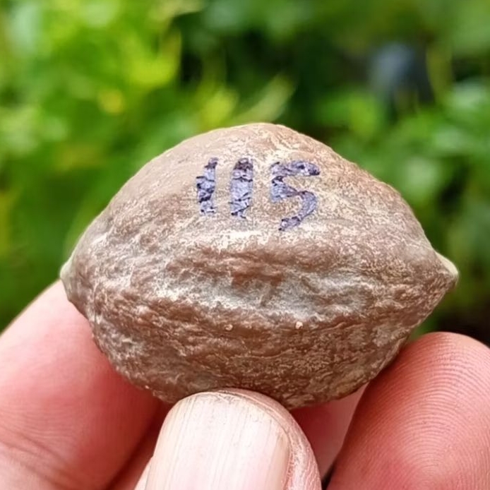 Muncang adu eti ( xl ) kode 115.