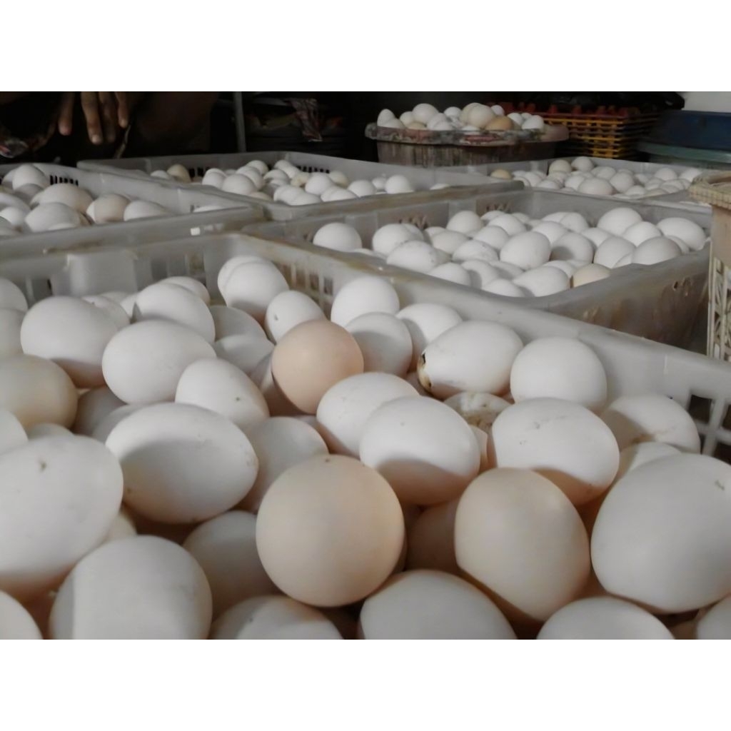 Telur ayam Arab omega 3 isi 1butir premium