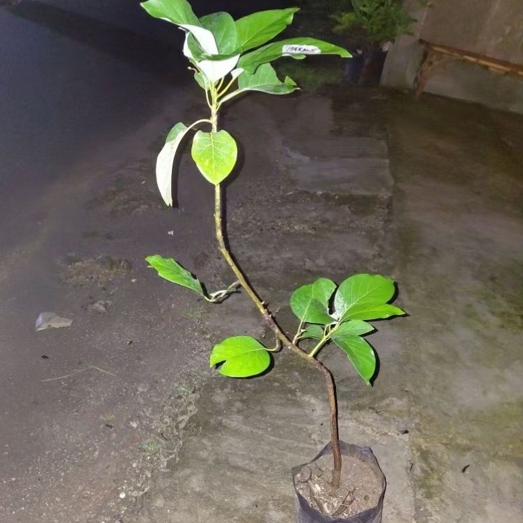 Alpukat Markus Okulasi batang tua besar (BISA COD)