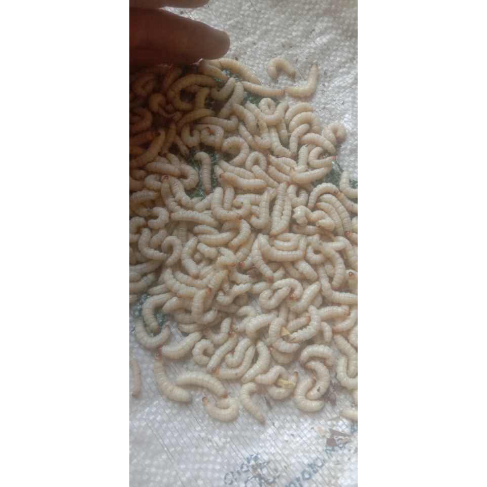 Ulat Bambu / Ulat Bumbung / Cangkilung / Cilung Isi 60 Ekor Bisa COD