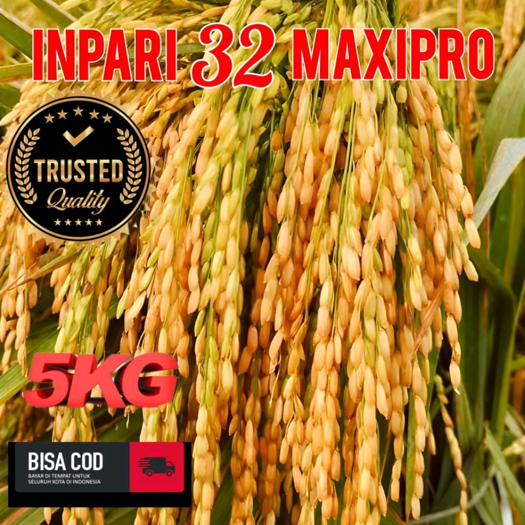 Benih padi inpari 32 Maxi pro berkualitas unggul kemasan 5 kg