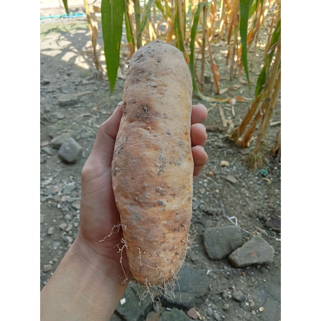 Mbili / Ubi Gembili / Gembili super pulen fresh mentah 1kg