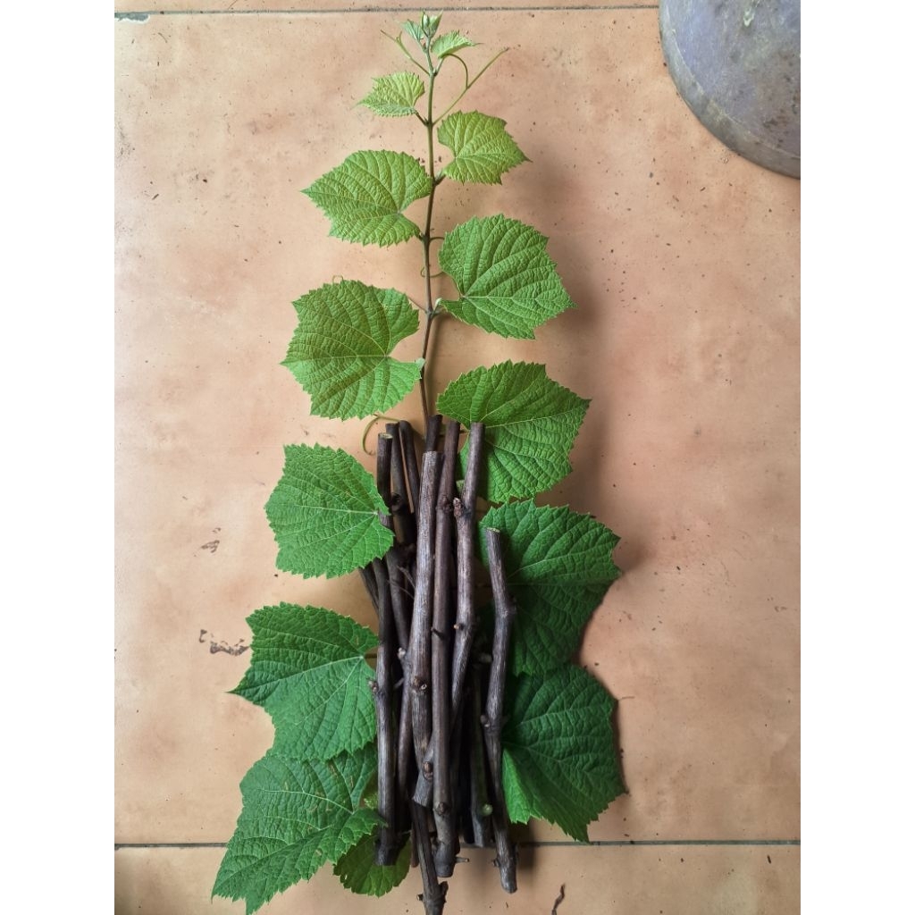 cutting anggur courdeg 1613c isi 10btg kusus rootstock