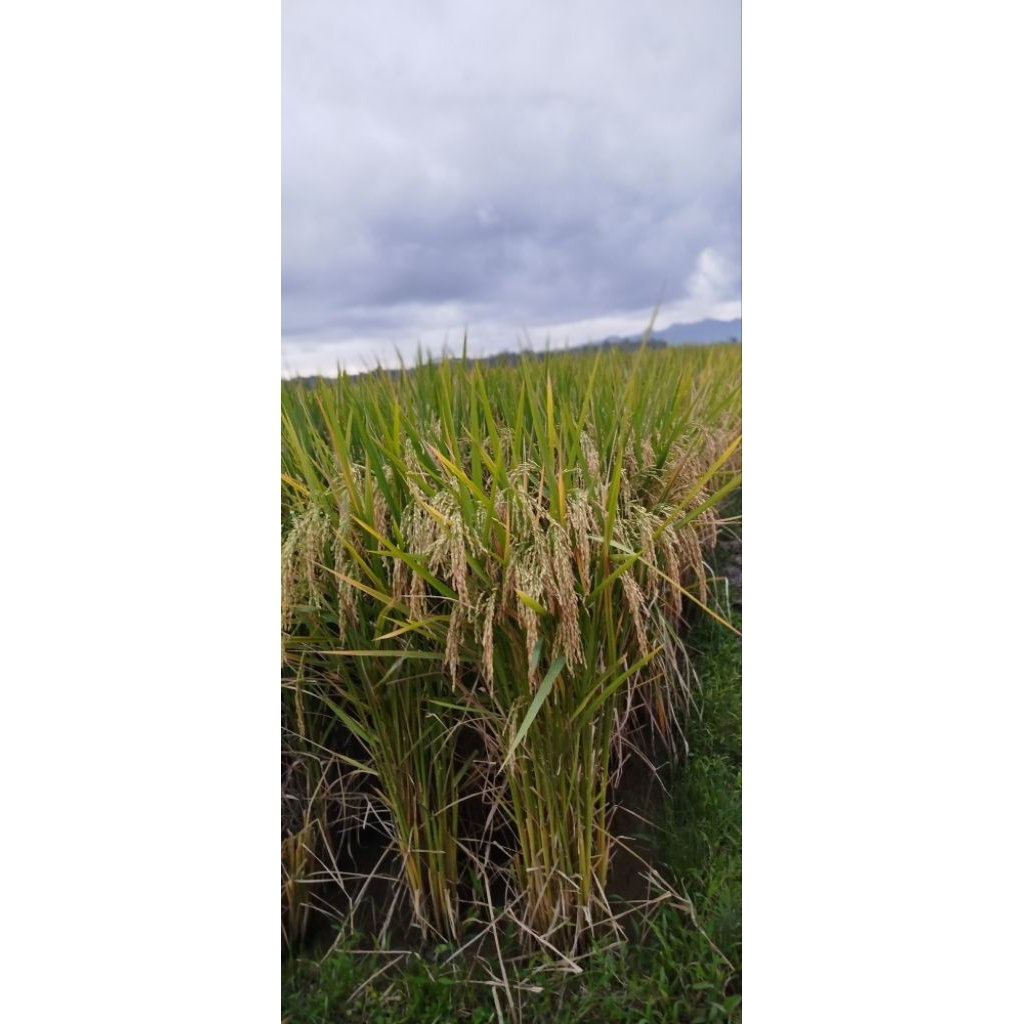 Bibit padi Cibatu 32 original 5 kg