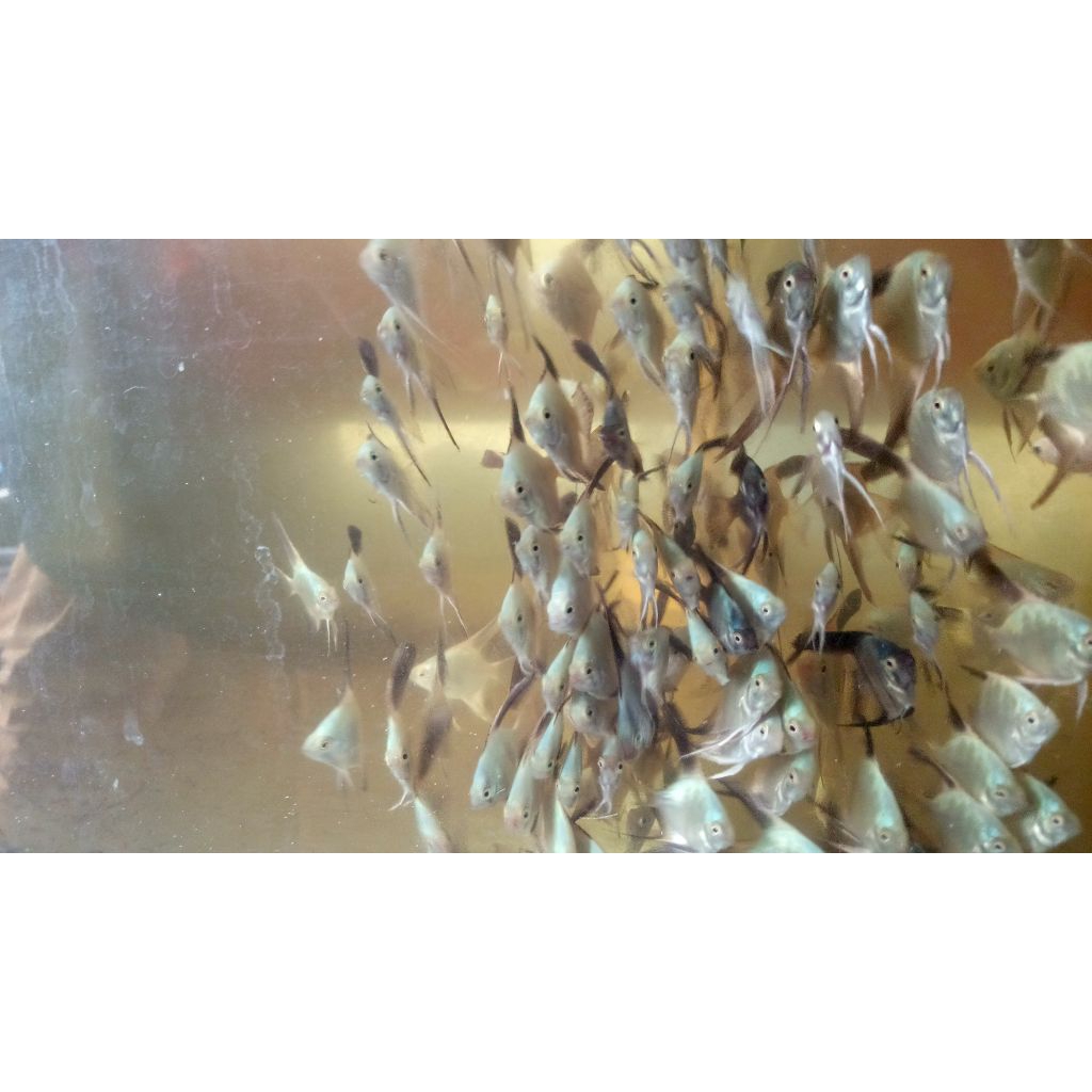 Ikan manfish bsp bluesealpoint 3-4cm