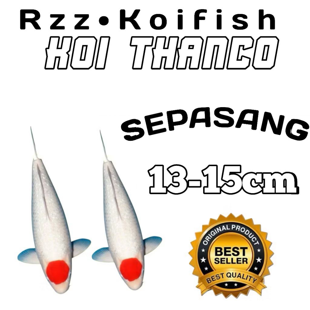 isi 2 koi Blitar thanco berkualitas grade A