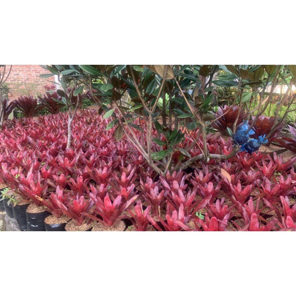 bromelia mawar bercak