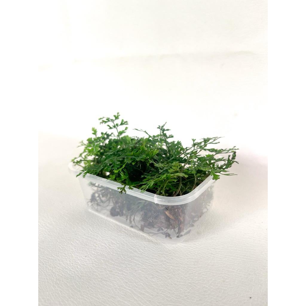 Bolbitis Heteroclita Difformis “Mini” / Bolbitis mini / Tanaman hias / Terarrium / Fern / Paludrium