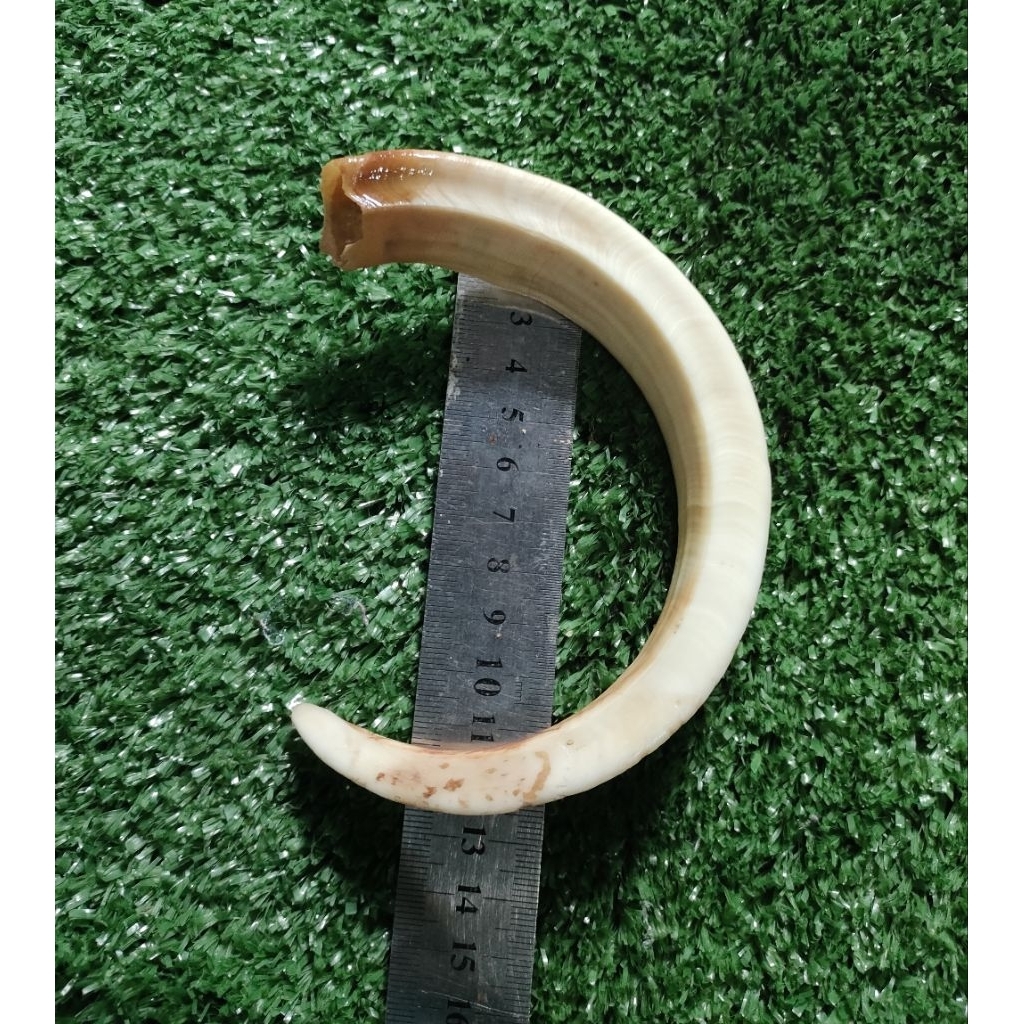 Liontin taring babi asli setengah melingkar