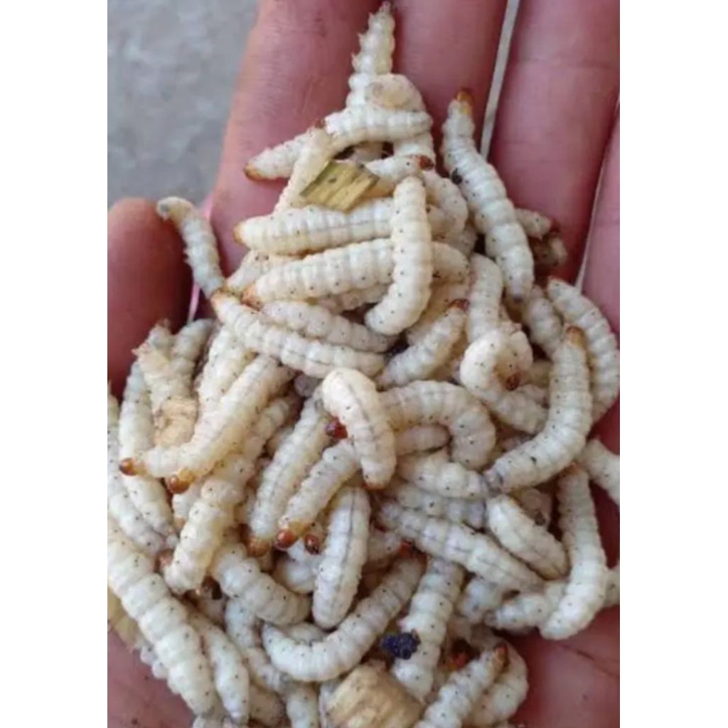 Ulat bambu/cangkilung per 50 ekor umpan pancing super gacor