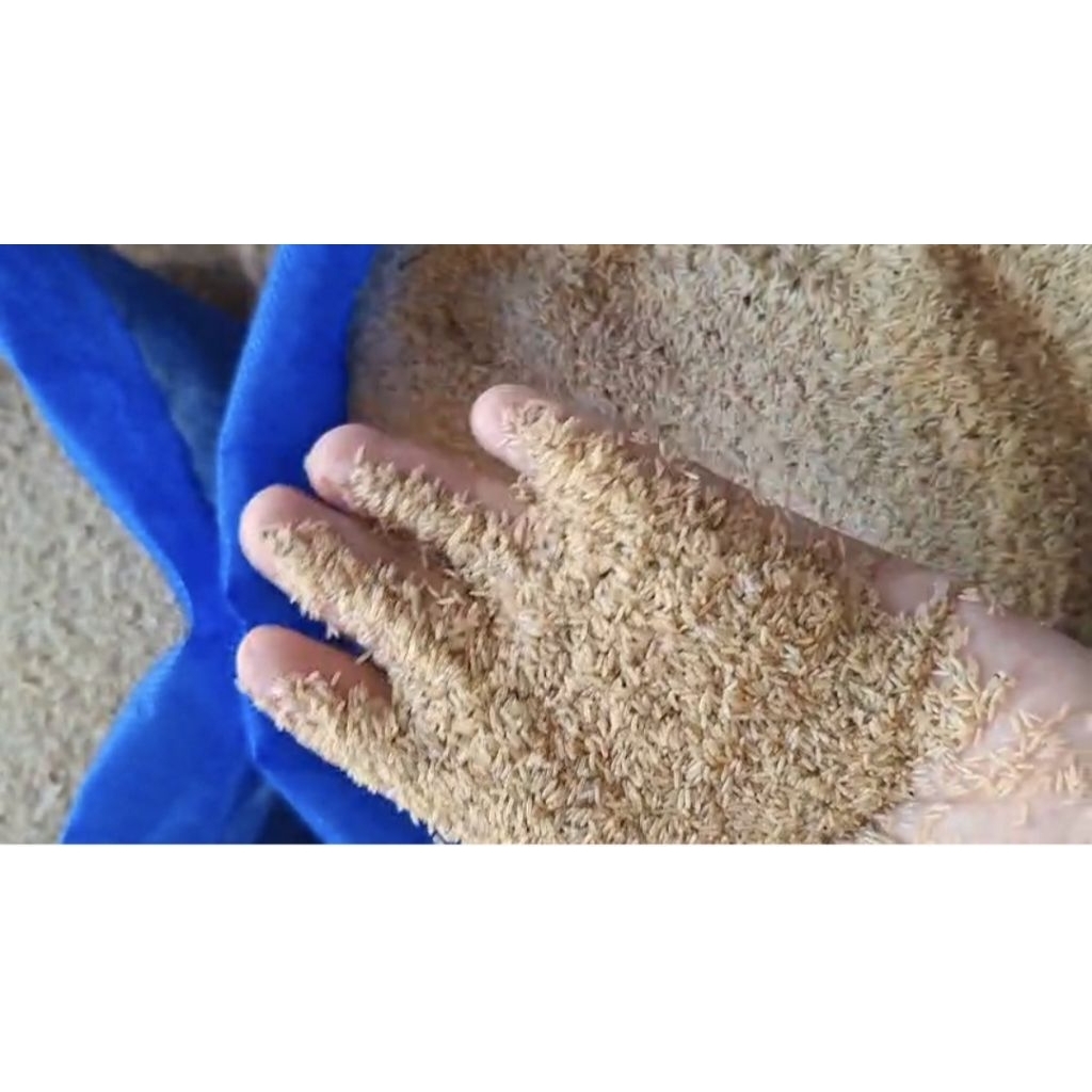 telor jangkrik 100 gram untuk memancing ikan mas