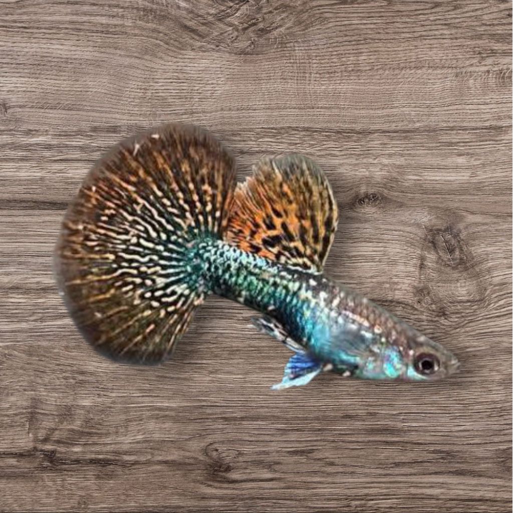 Guppy Red dragon big ear halfmoon pasangn