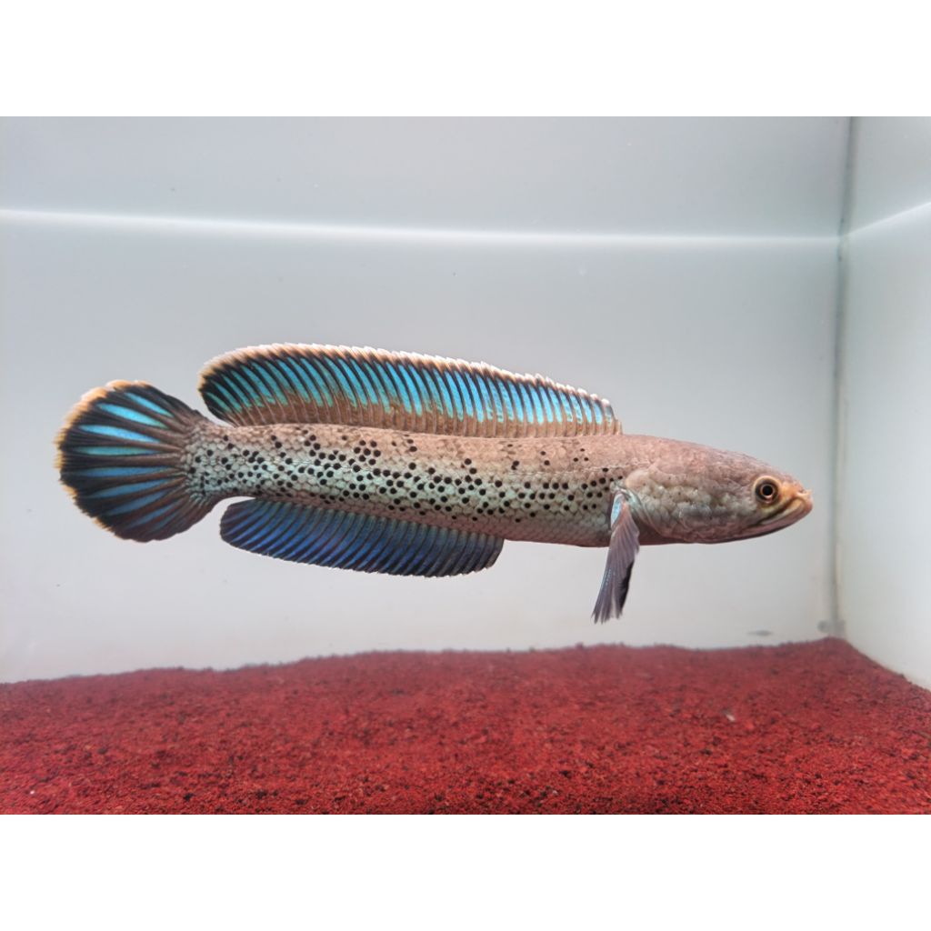 Ikan chana stewarti 22 cm