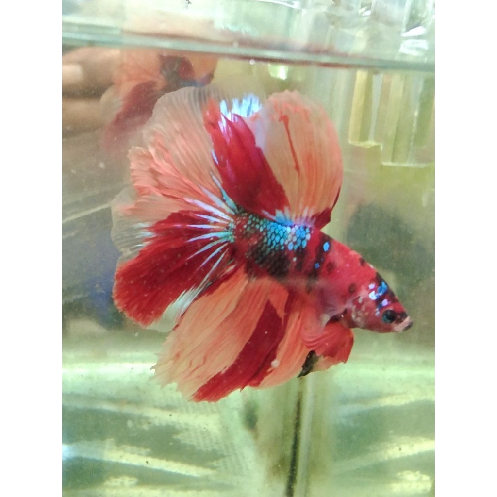 cupang HM multi size M