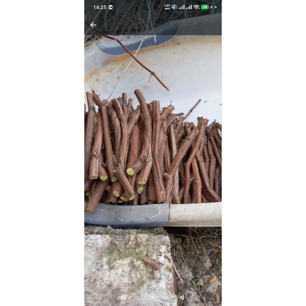 cutting anggur rootstock iac 572 valid pak eko