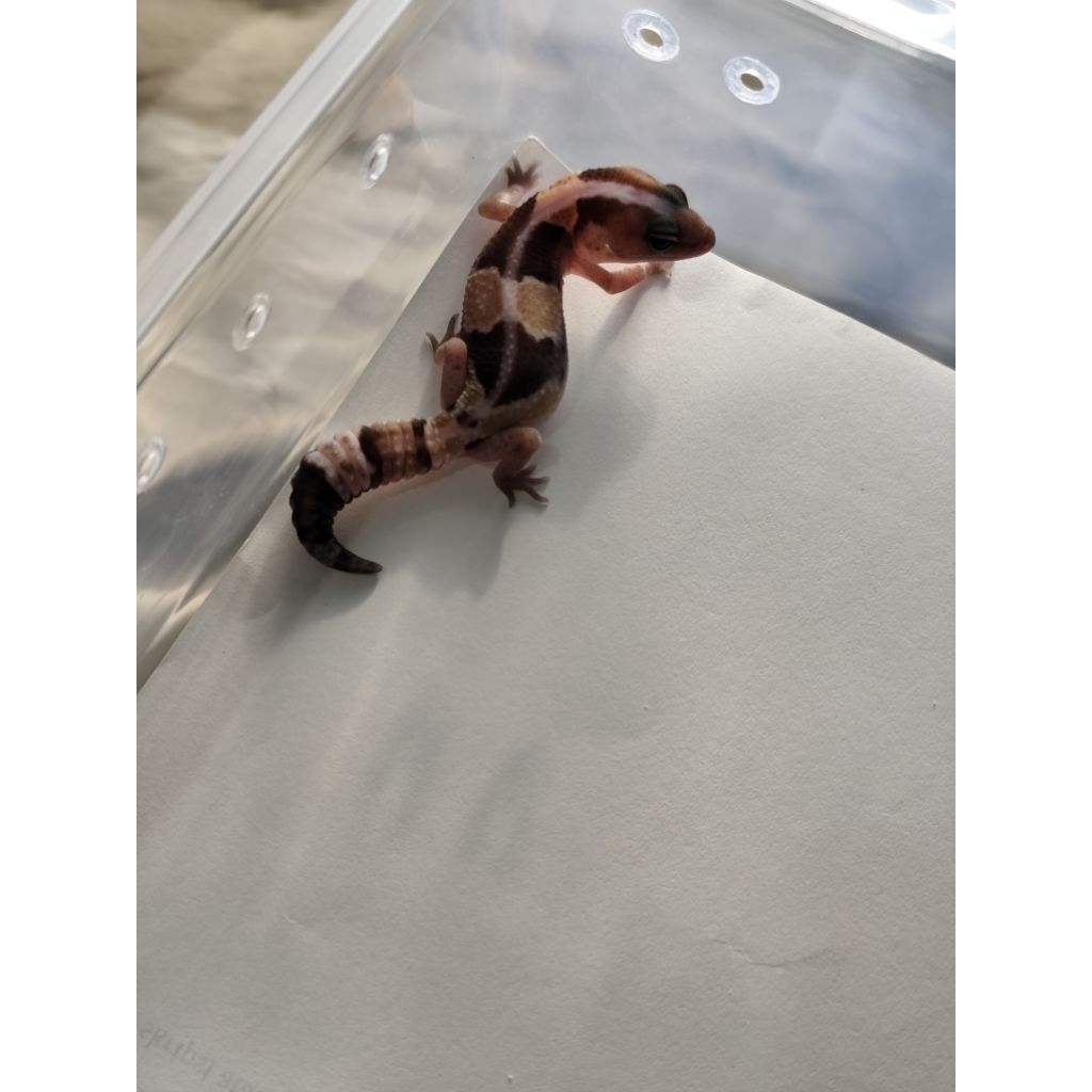 aft african fat tail gecko zulu stripe het amel