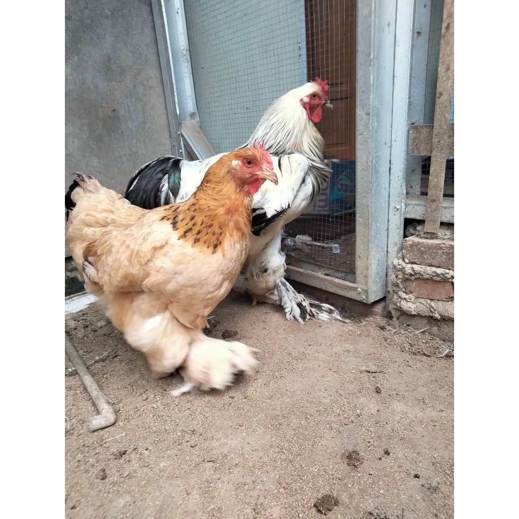 Ayam Brahma Umur 1 Bulan