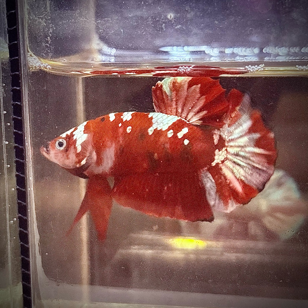 Cupang Rgg red gold galaxy pair male/female (buy pair get 1 random)