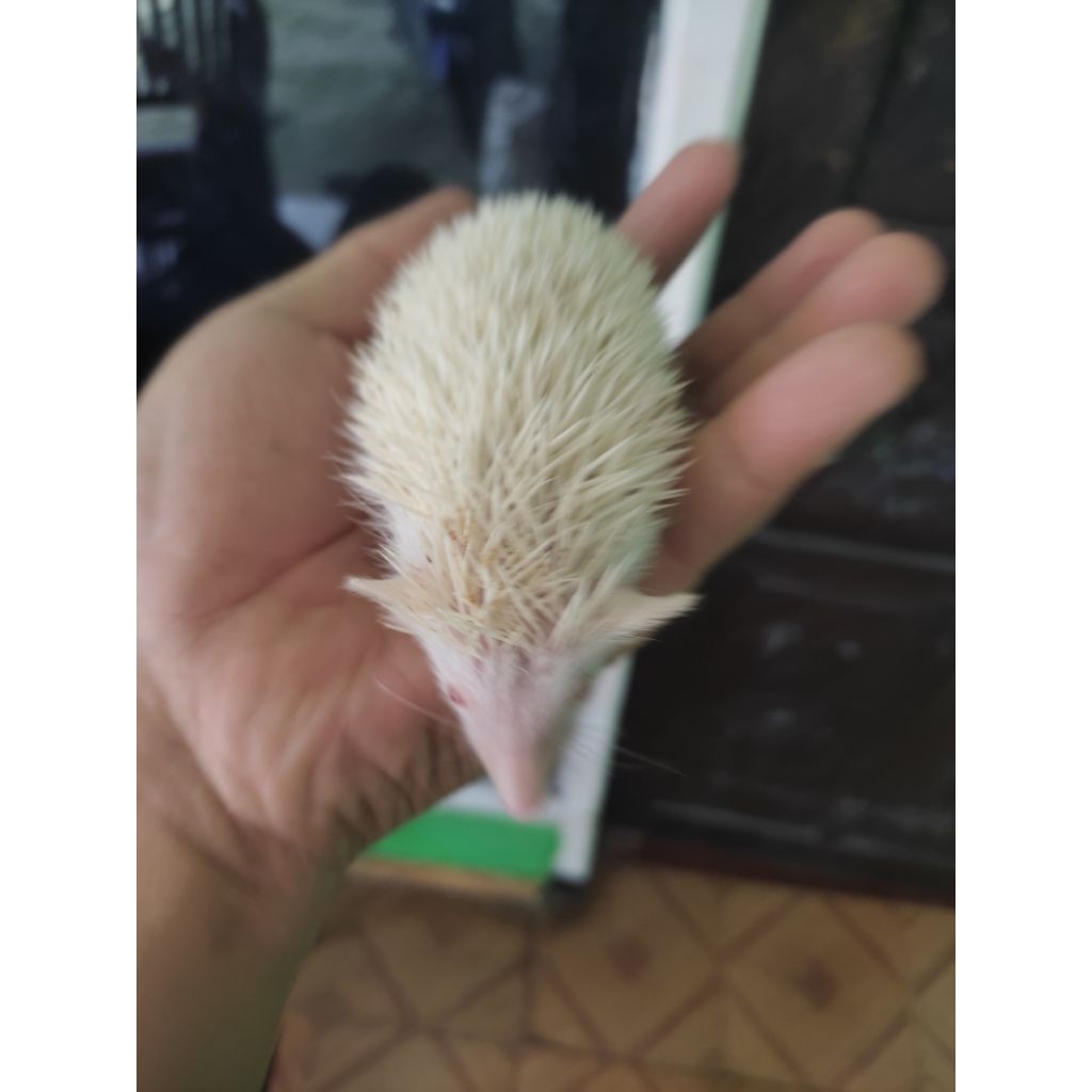 landak mini jenis albino