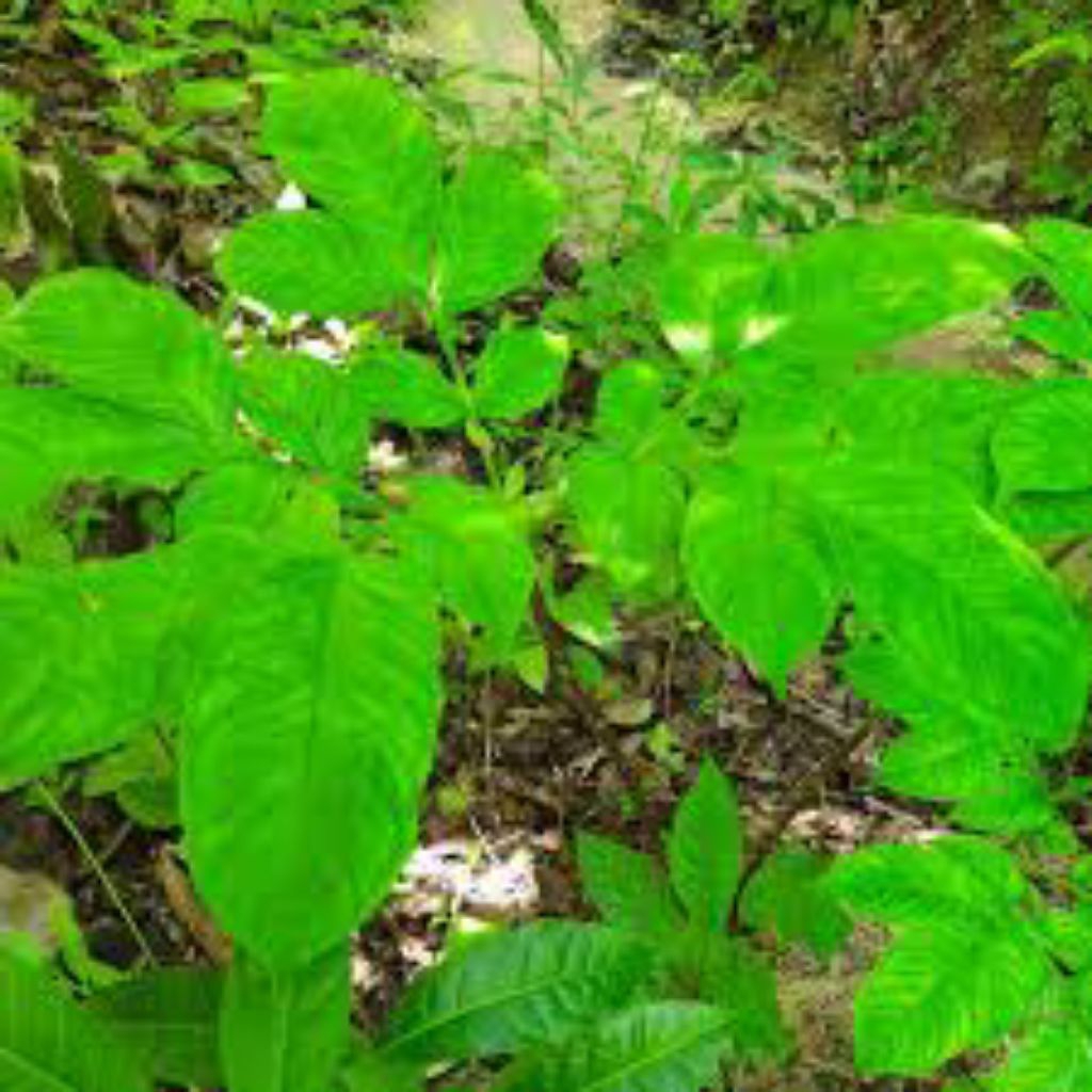 ubi iles-iles bukan porang 1 kilo