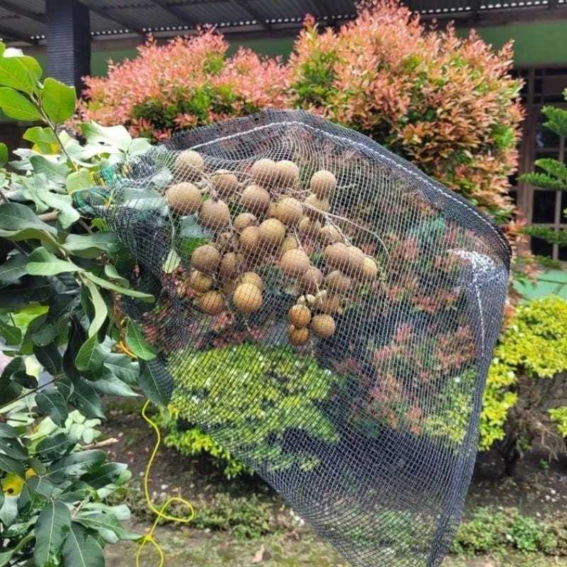 WARING PEMBUNGKUS BUAH ISI 10. BRONGSONG BUAH KLENGKENG. BLONGSONG BUAH BRONGSONG BUAH