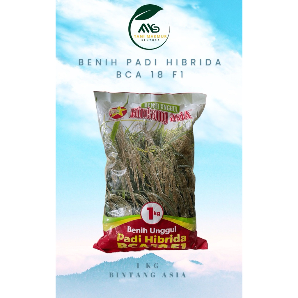 Benih Padi Hibrida BCA 18 F1 (1 Kg)