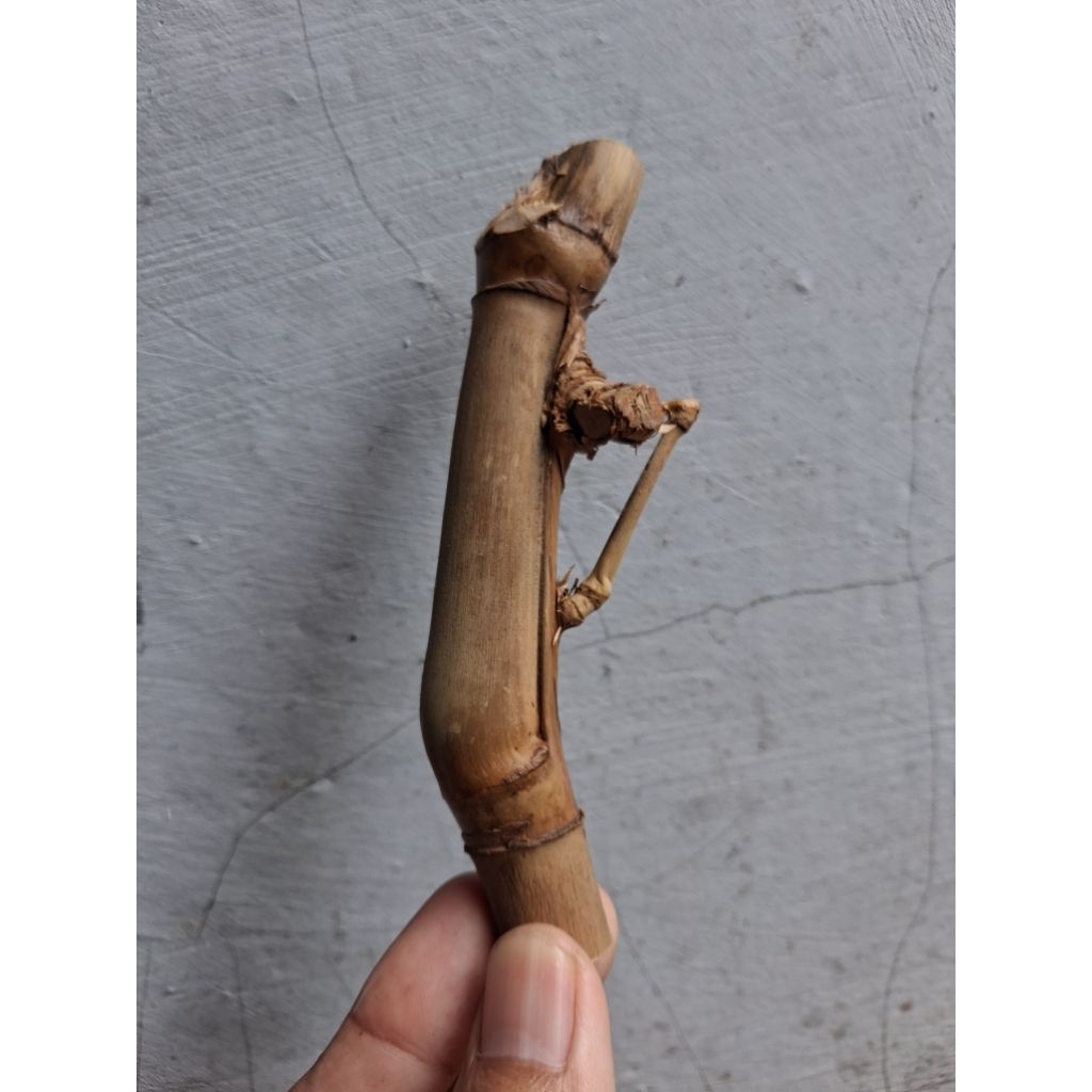 BAMBU UNIK PETUK JALU (12 CM) ISTIMEWA BOOSS