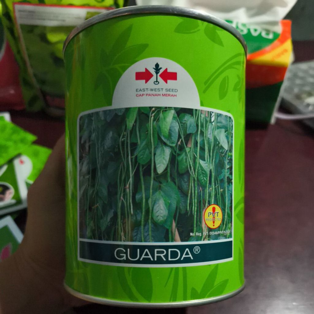 bibit kacang panjang