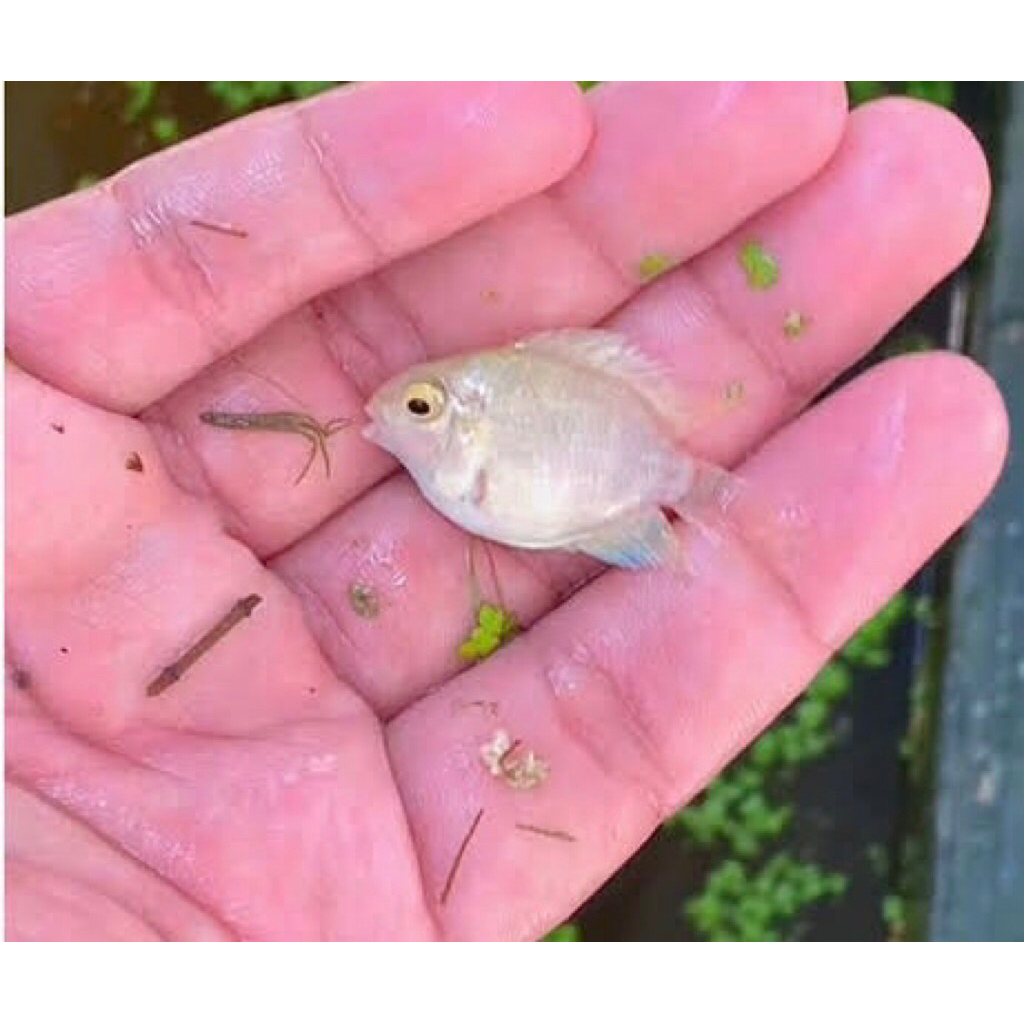 Hiasan akuarium White Polar Platinum Convict Cichlid