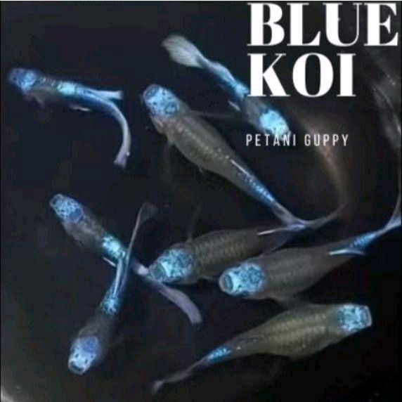 guppy blue koi / hiasan aquarium