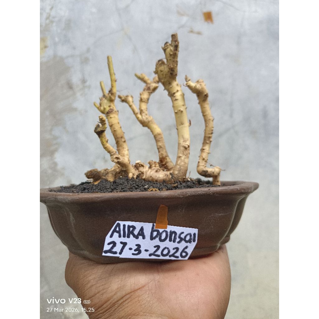 bahan bonsai serut dongkelan