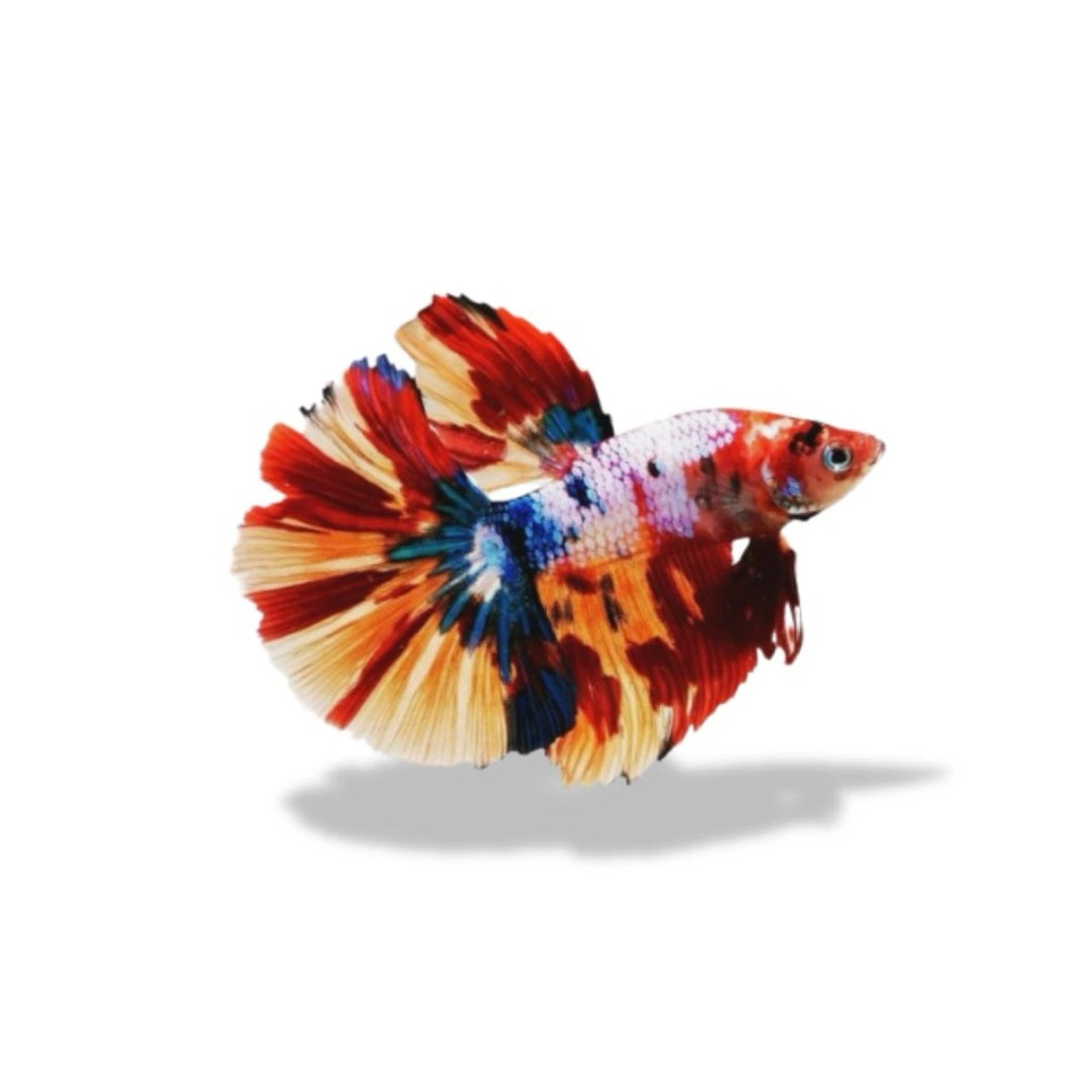 Ikan Cupang Plakat Koi Multicolour Galaxy dengan Warna Acak