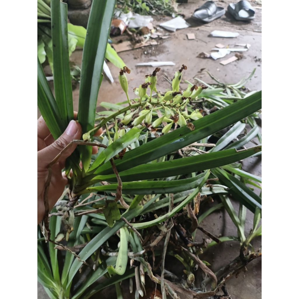 anggrek ekor tupai siap berbunga