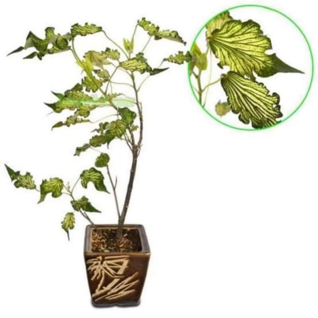 tanaman hias waru wayang