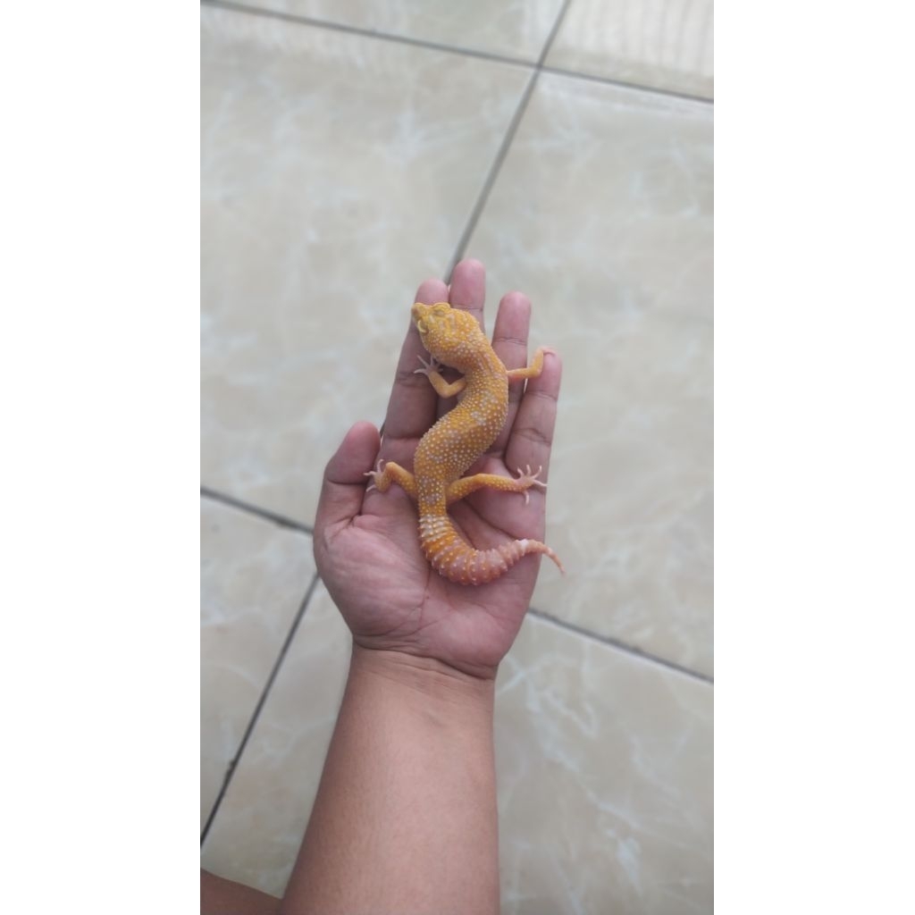 Mainan leopard gecko/Aptor/Hobbies
