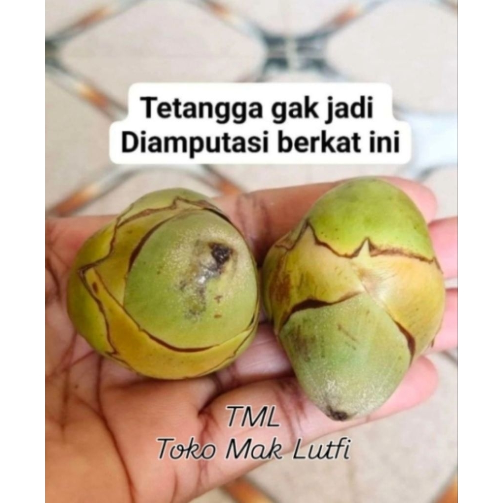 TEMBULUK KELAPA, KELAPA MUDA OBAT DIABETES, 10 BIJI