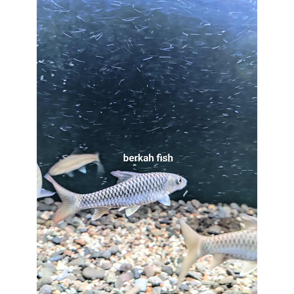 Golden putitora nepal WC import 1 & kelah merah 1 & kelah biru 1