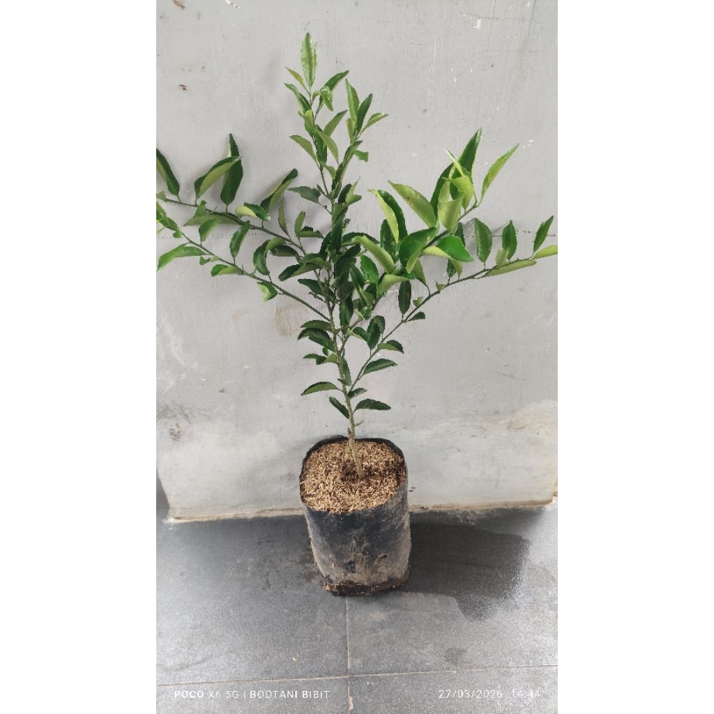 bibit Jeruk Santang Madu valid