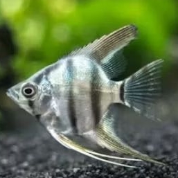 Ikan Manfish altum