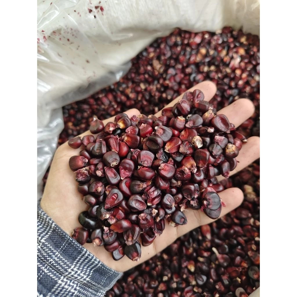 { ISI 10 BUTIR BIJI } Benih jagung ketan ungu / bibit jagung ketan ungu / jagung ungu / jagung ketan