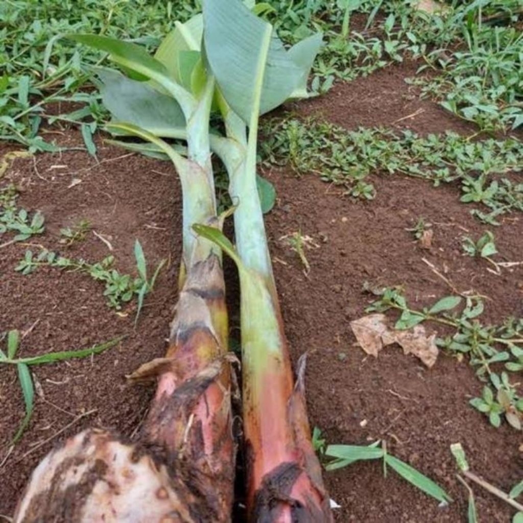 Bibit tunas pisang roid