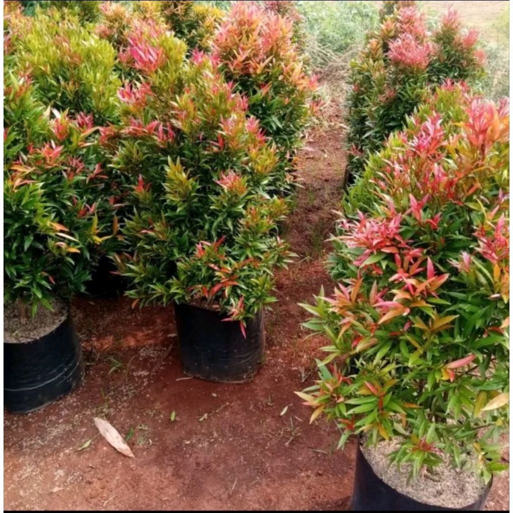 Pohon Pucuk Merah Rimbun Tinggi ±50 Cm/ Tanaman Pucuk Merah