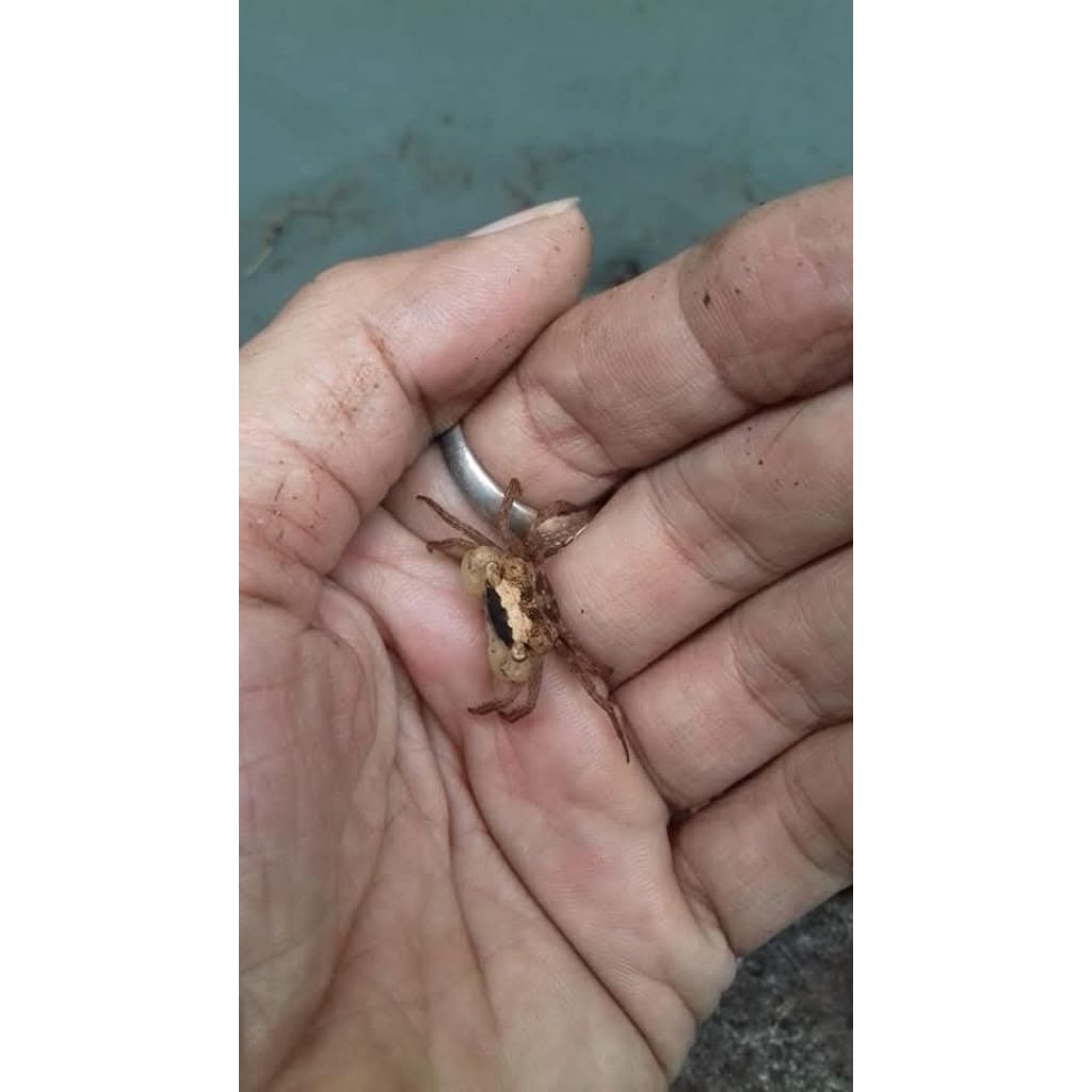 Kepiting hias mini Batik crab darat semi air tawar