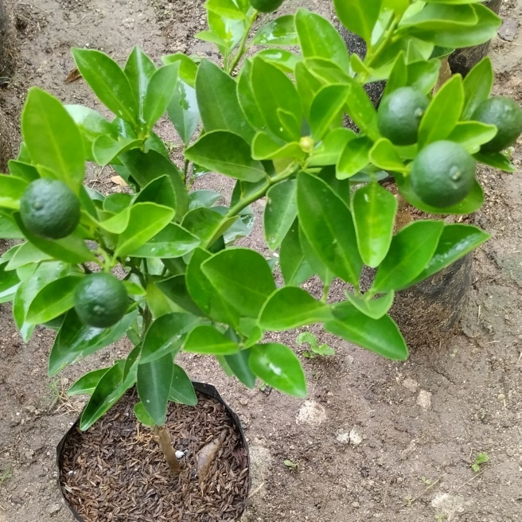 Bibit Jeruk Kasturi