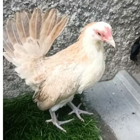 ayam kate betina muda